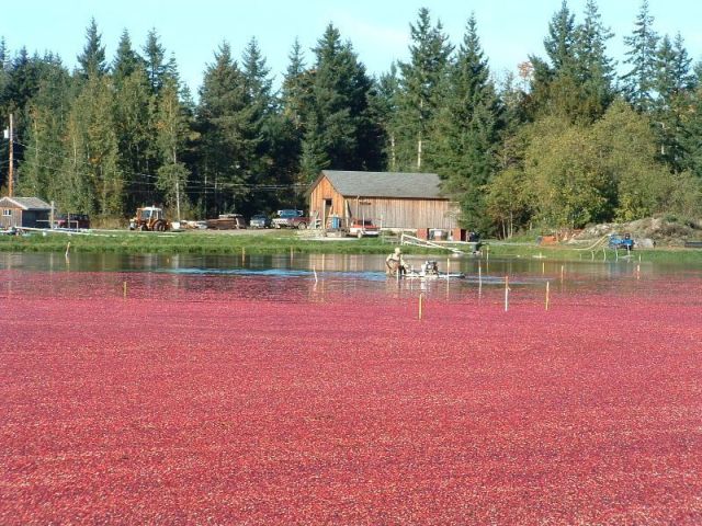 Cranberry