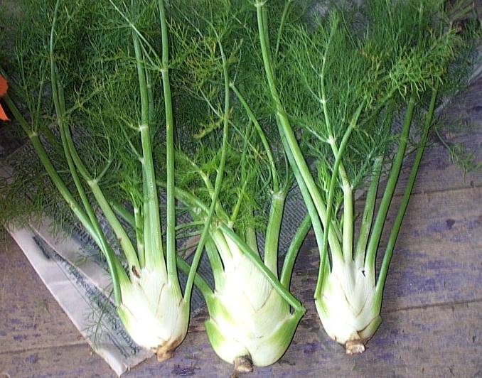 Fennel