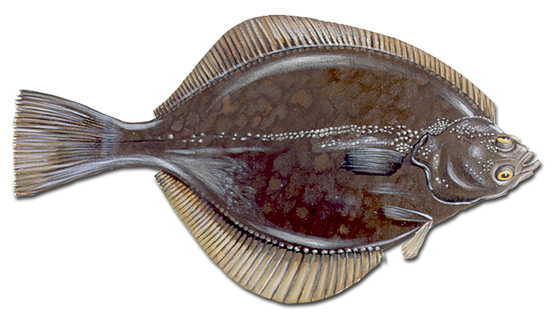 Flounder