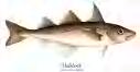 Haddock