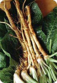 Horseradish