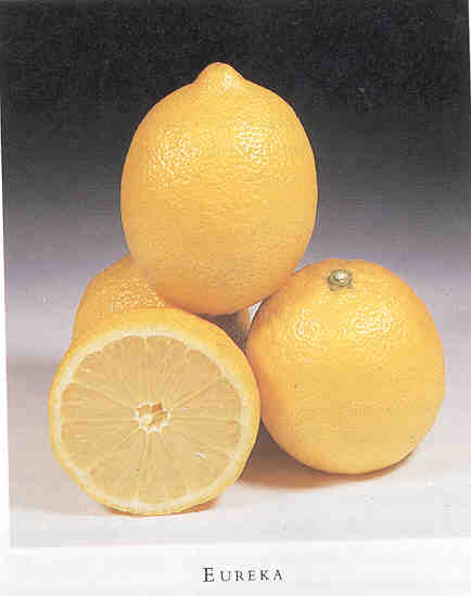 Lemon