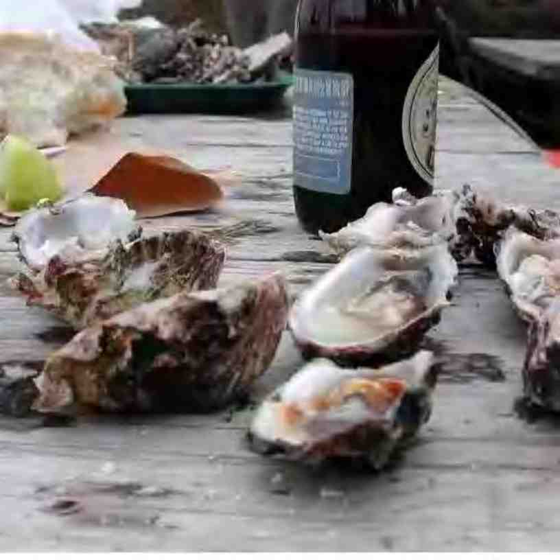 Oysters