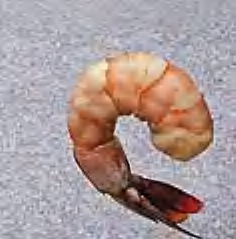 Shrimp