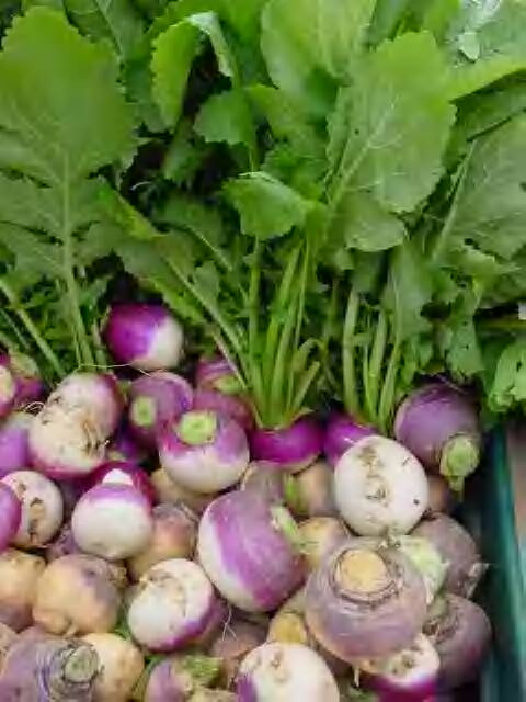 Turnips